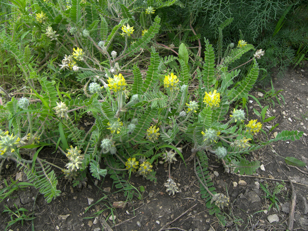 Изображение особи Astragalus dasyanthus.