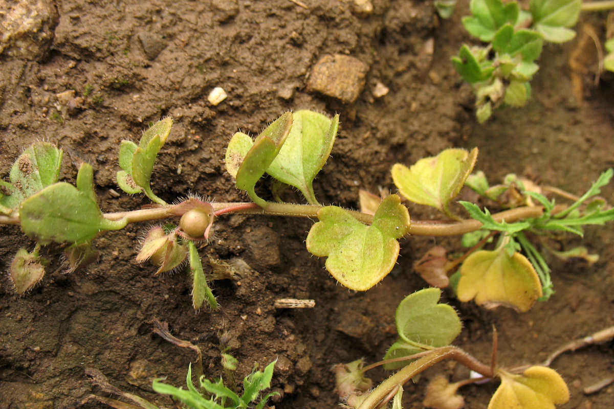 Изображение особи Veronica hederifolia.