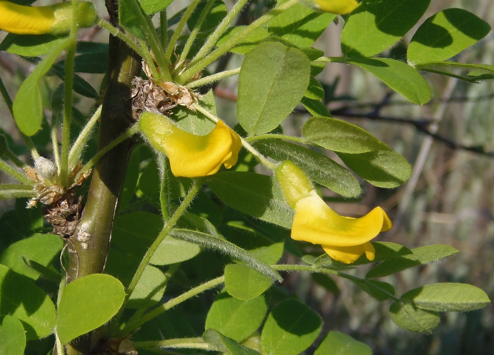 Изображение особи Caragana arborescens.