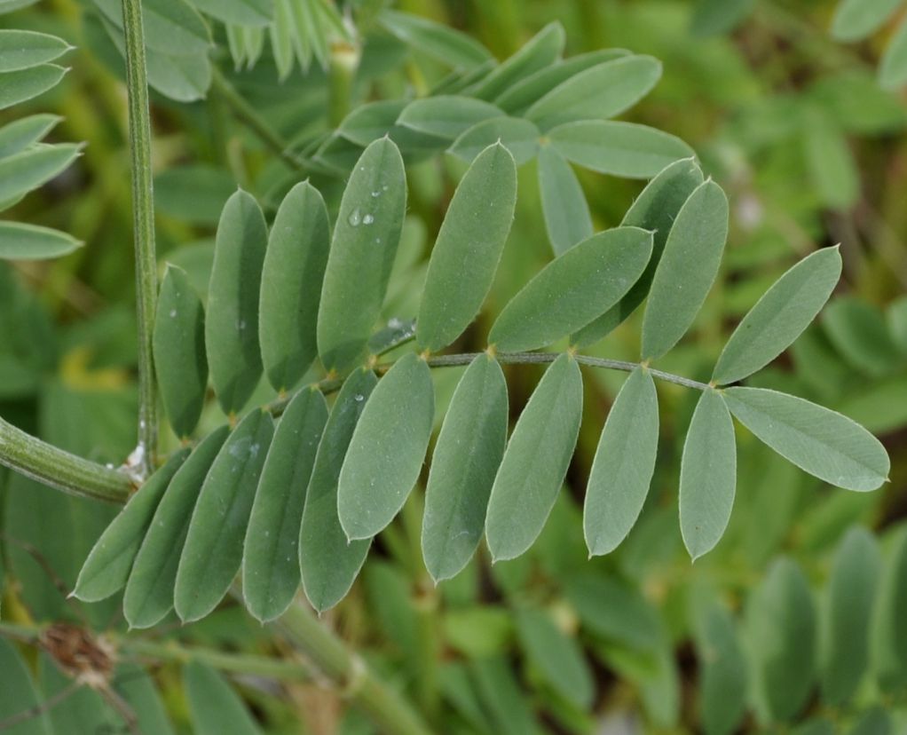 Image of Onobrychis arenaria ssp. lasiostachya specimen.