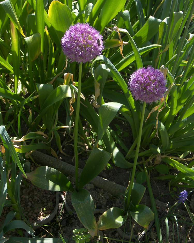 Image of Allium macleanii specimen.