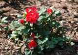 Rhododendron forrestii