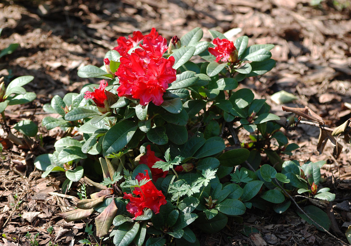 Image of Rhododendron forrestii specimen.