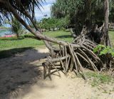 Pandanus tectorius. Нижняя часть дерева. Таиланд, о-в Пхукет, курорт Ката, полоса зелёных насаждений вдоль пляжа. 10.01.2017.