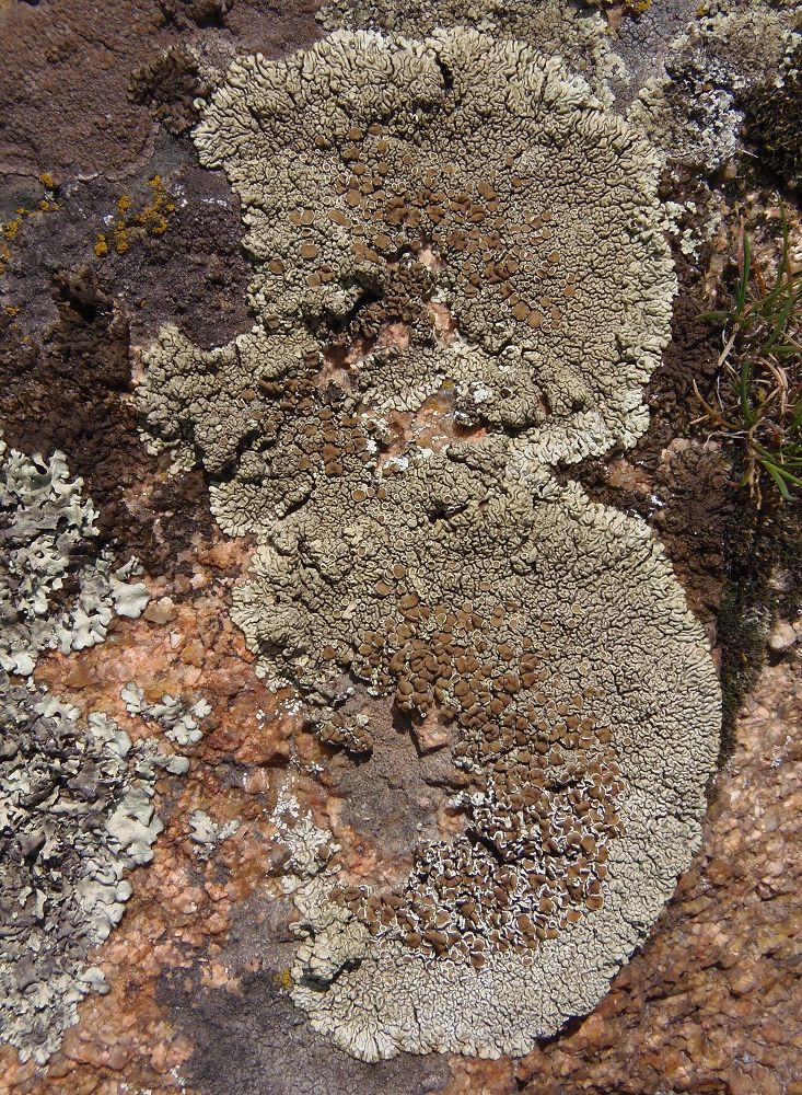 Изображение особи Lecanora muralis.