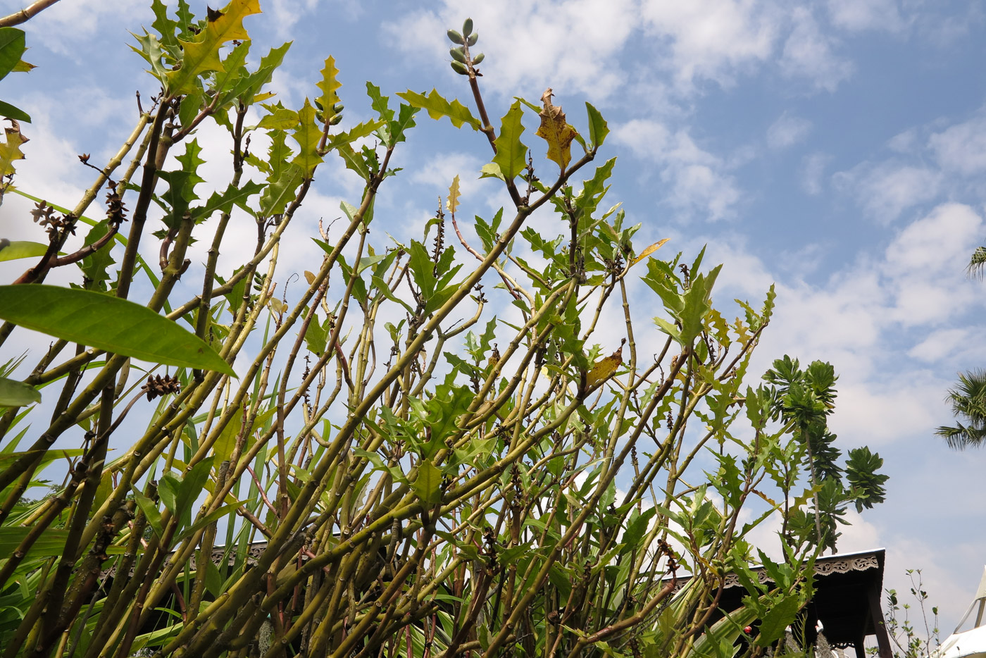 Image of Acanthus ilicifolius specimen.