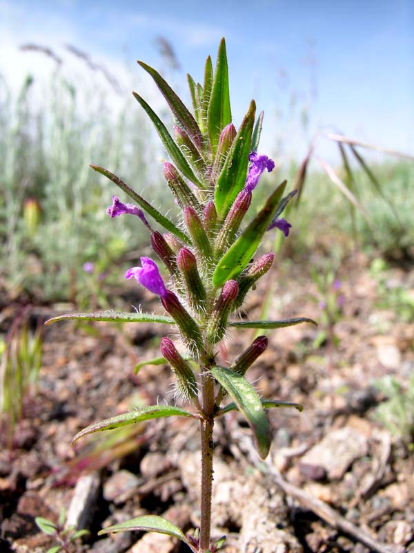 Image of Ziziphora tenuior specimen.