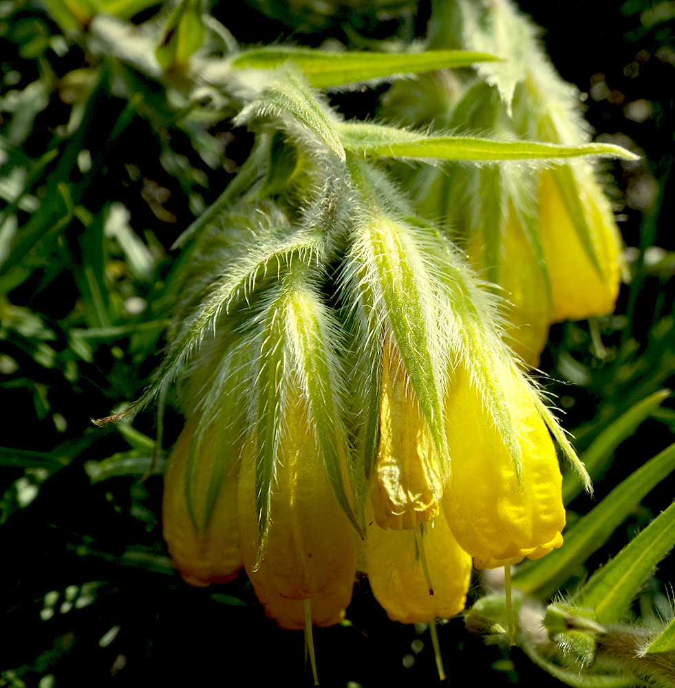 Изображение особи Onosma polyphylla.