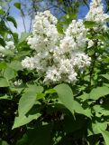 Syringa vulgaris. Верхушка побега с соцветиями (одичавший культивар). Ростовская обл., окр. г. Азов. 07.05.2017.