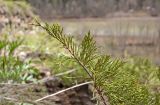 Juniperus sabina