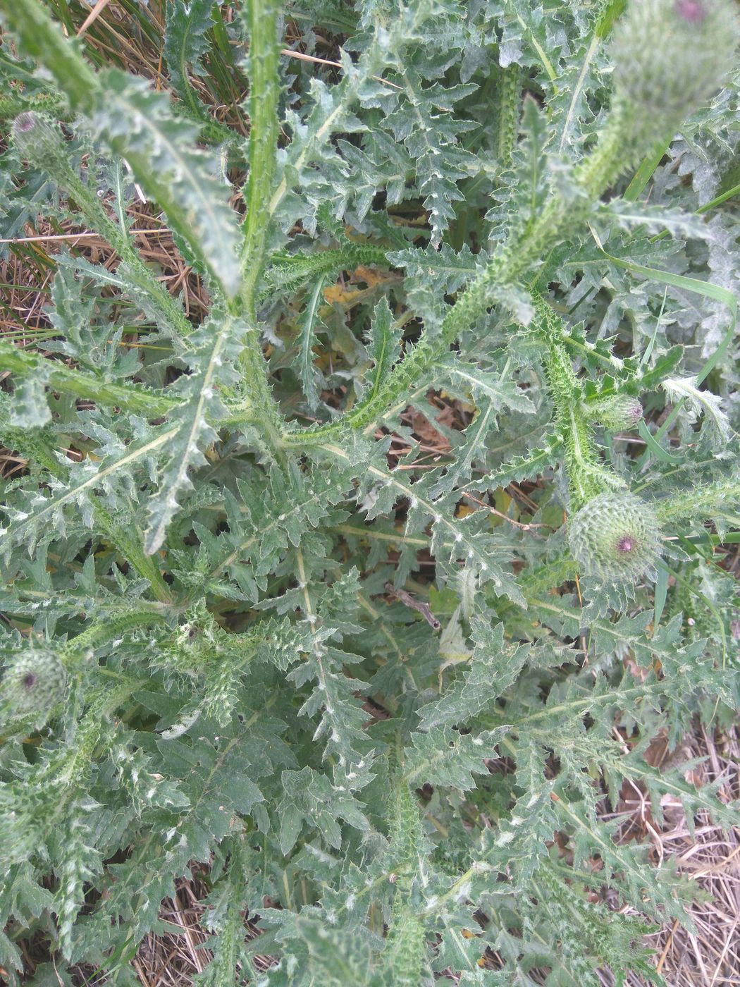 Image of genus Carduus specimen.