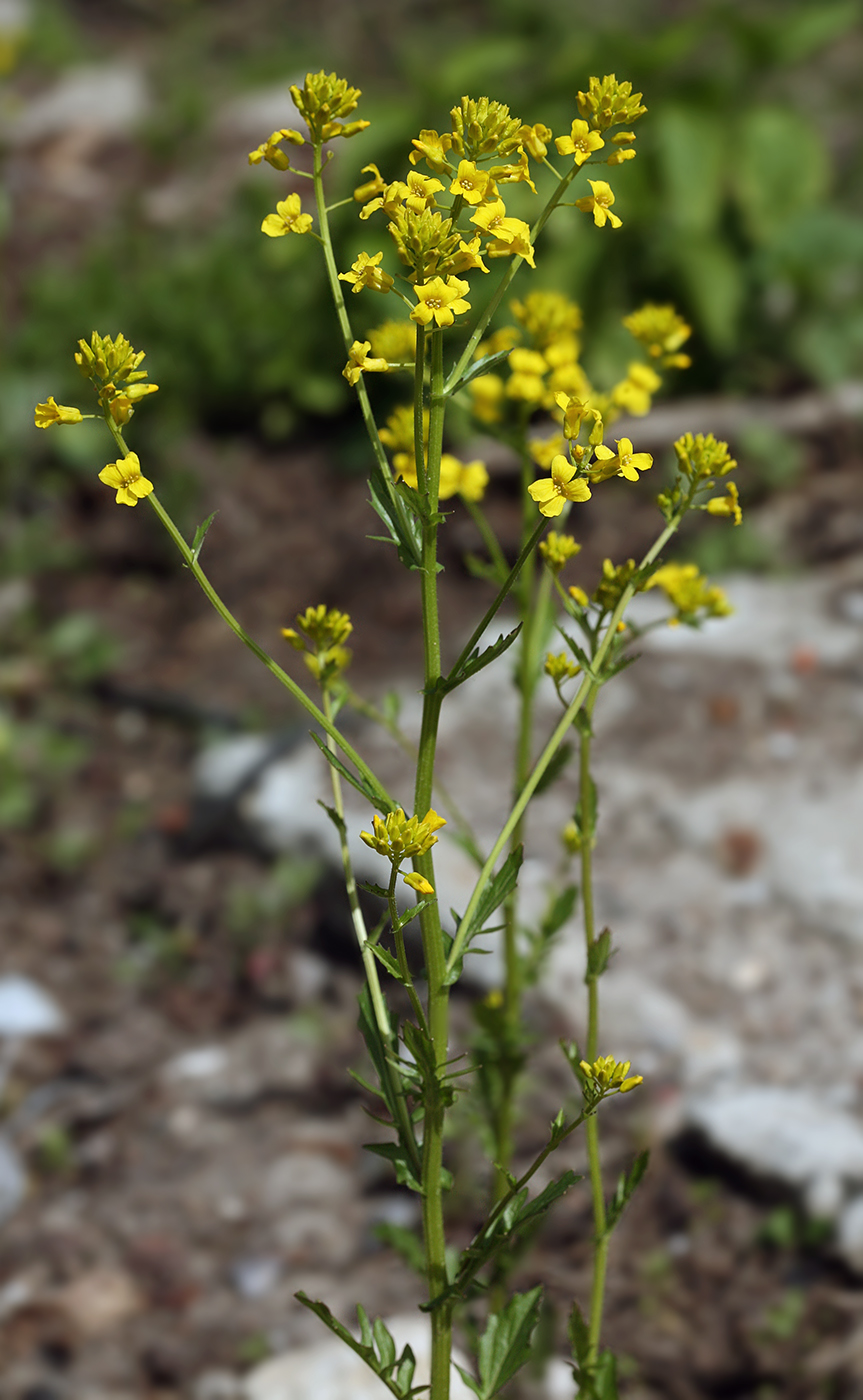 Изображение особи Barbarea vulgaris.