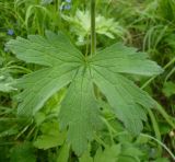 Geranium sylvaticum