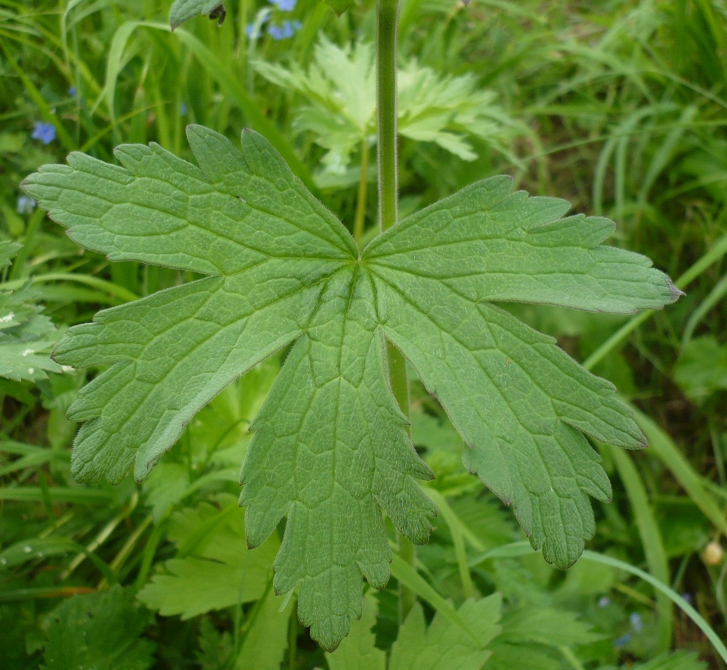 Image of Geranium sylvaticum specimen.