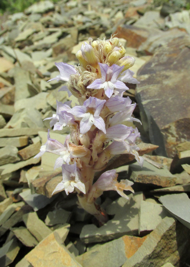 Image of Phelipanche gussoneana var. zosimae specimen.