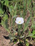 Convolvulus lineatus. Цветущее растение. Ростовская обл., Неклиновский р-н, Фёдоровское с/п, дол. р. Сухой Еланчик, на каменистом склоне. 20.06.2017.