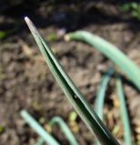 Muscari muscarimi