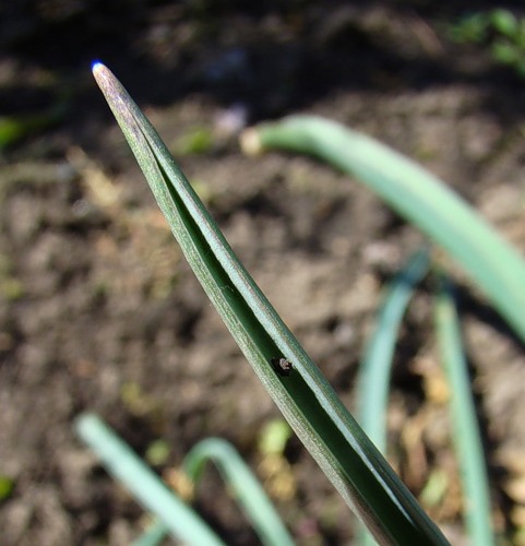 Image of Muscari muscarimi specimen.