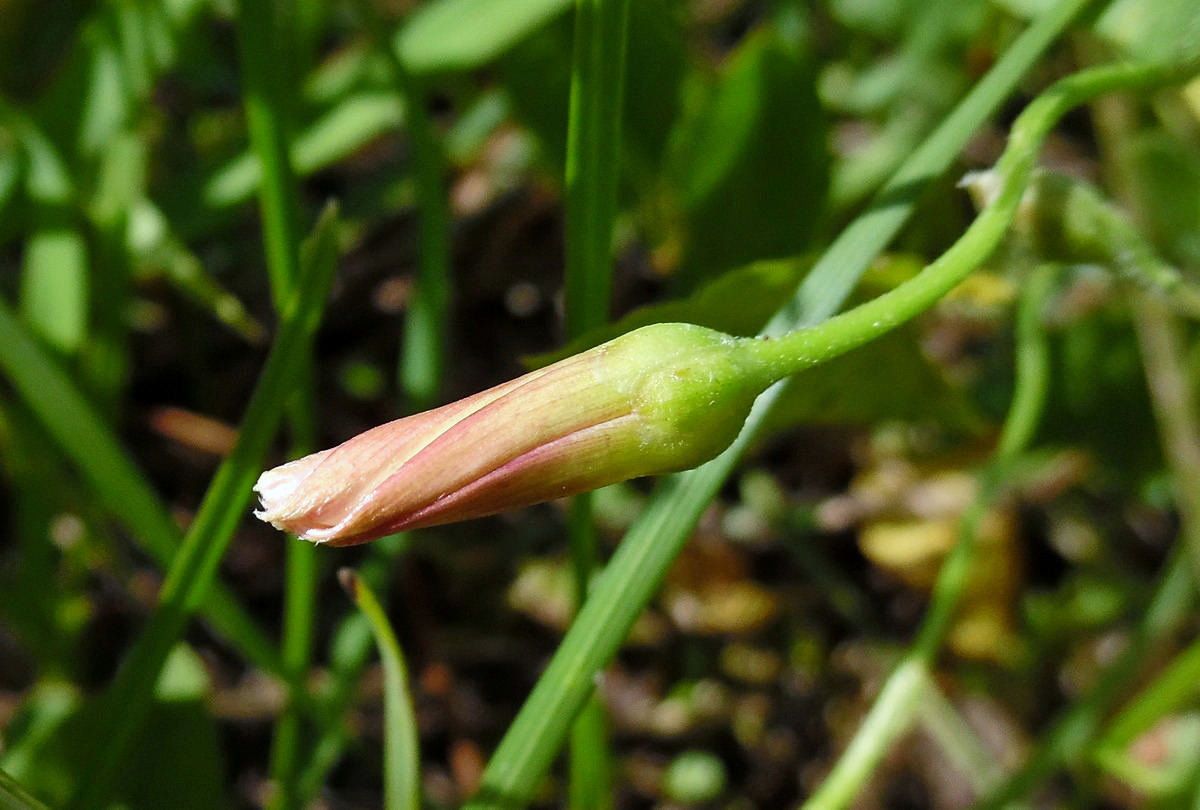 Image of Convolvulus arvensis specimen.