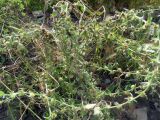 Lappula squarrosa