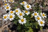 Pyrethrum parthenifolium