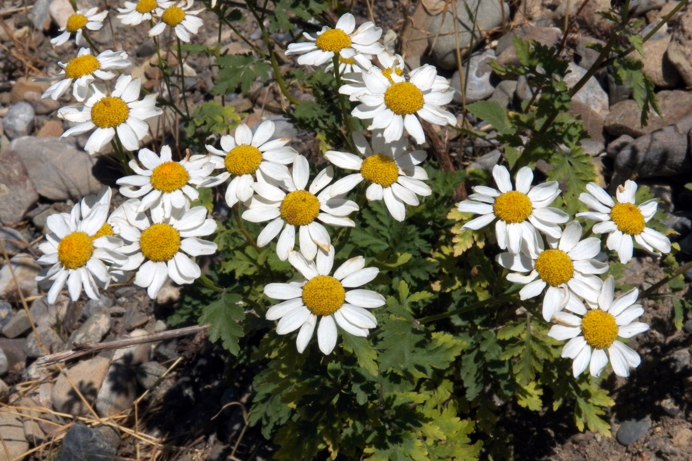 Image of Pyrethrum parthenifolium specimen.