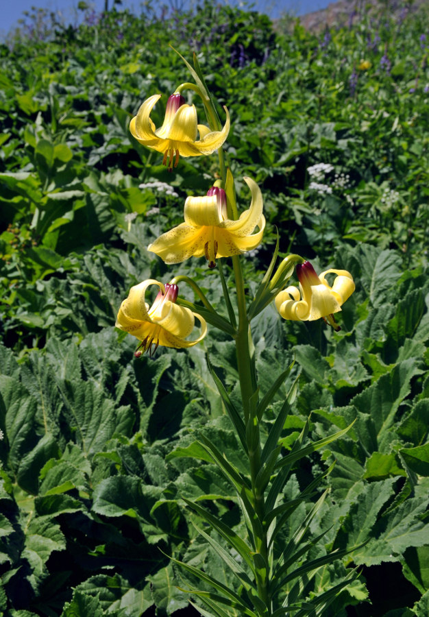 Image of Lilium kesselringianum specimen.