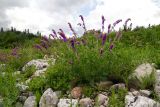 Hedysarum caucasicum