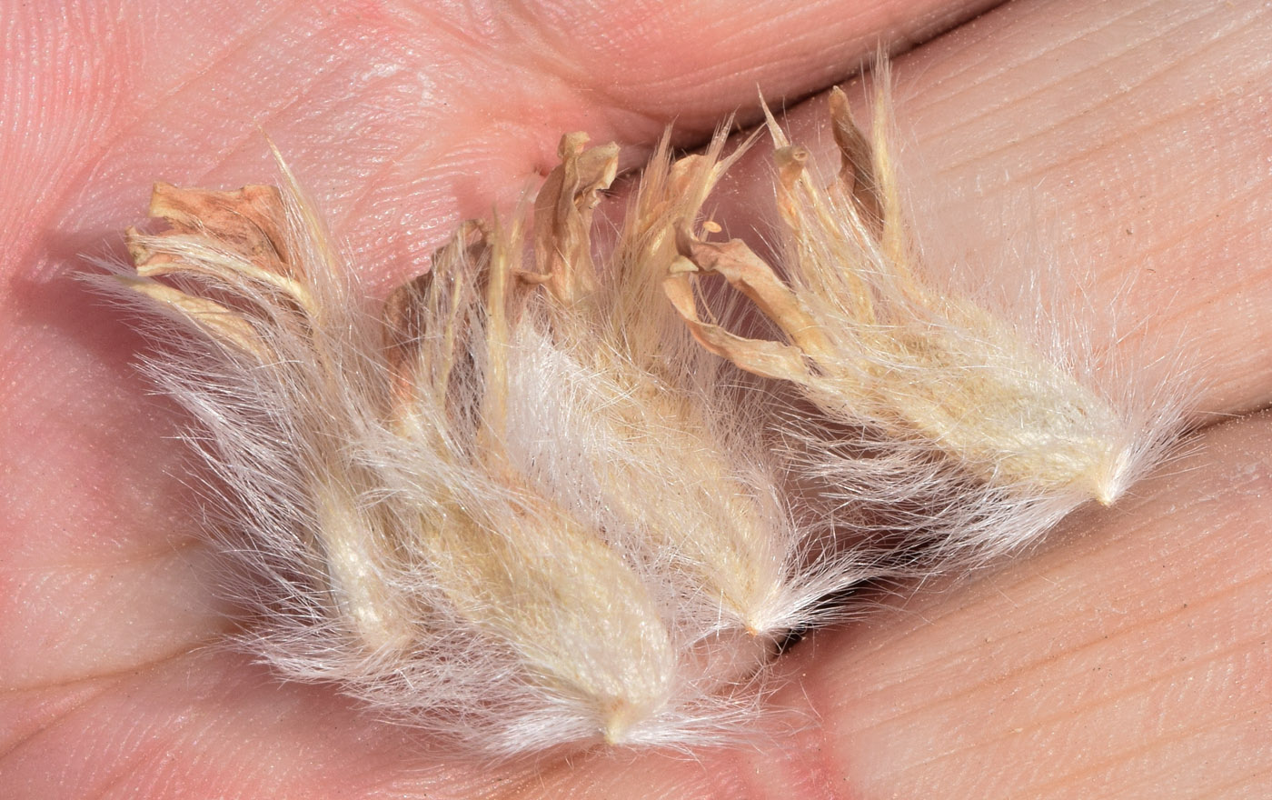 Image of Astragalus alopecias specimen.