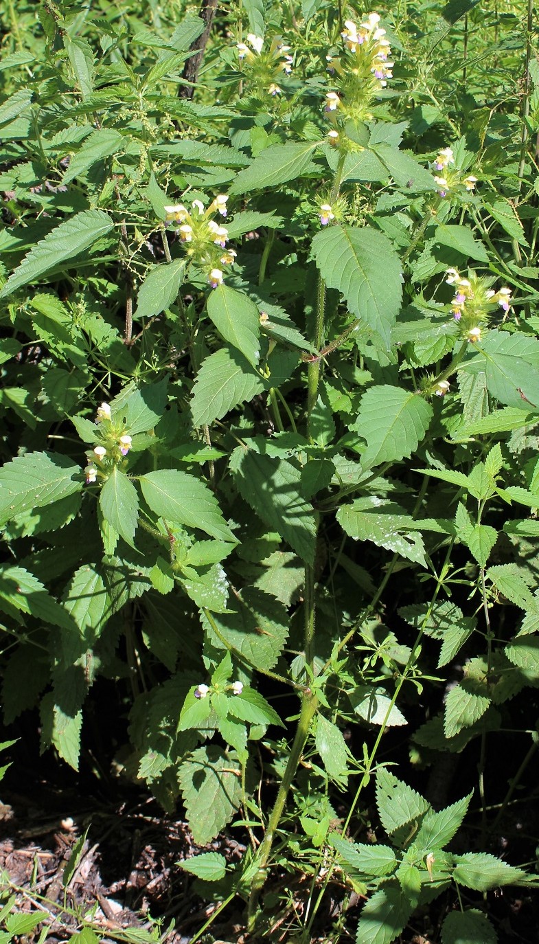 Image of Galeopsis speciosa specimen.