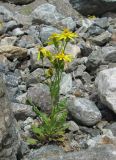 Senecio sosnovskyi