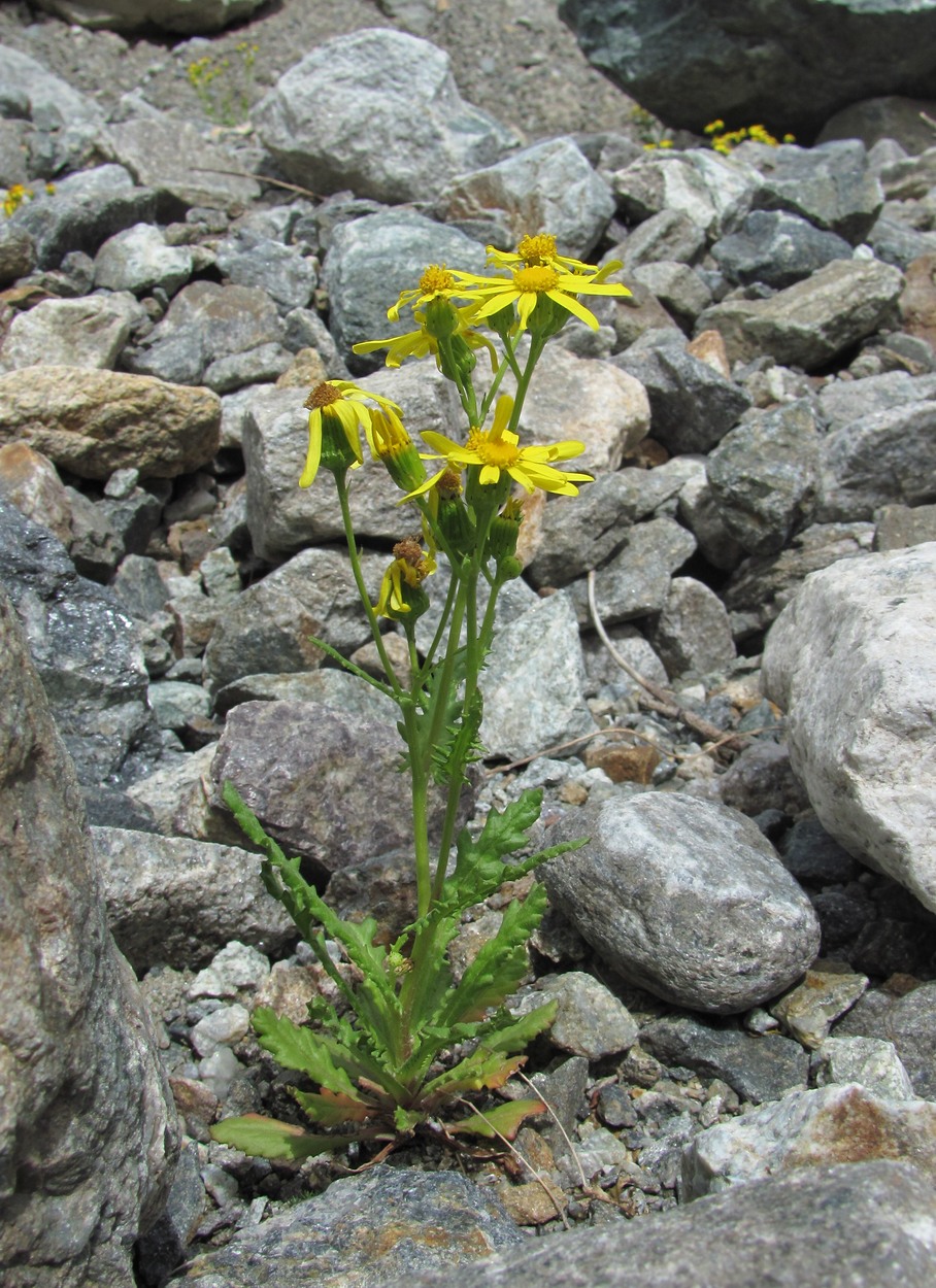 Image of Senecio sosnovskyi specimen.