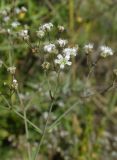 Gypsophila paniculata. Часть соцветия. Новосибирская обл., г. Новосибирск, окр. Академгородка, побережье Новосибирского вдхр., прибрежные пески. 5 августа 2017 г.