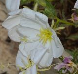 Oenothera pallida