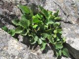 Rhamnus microcarpa