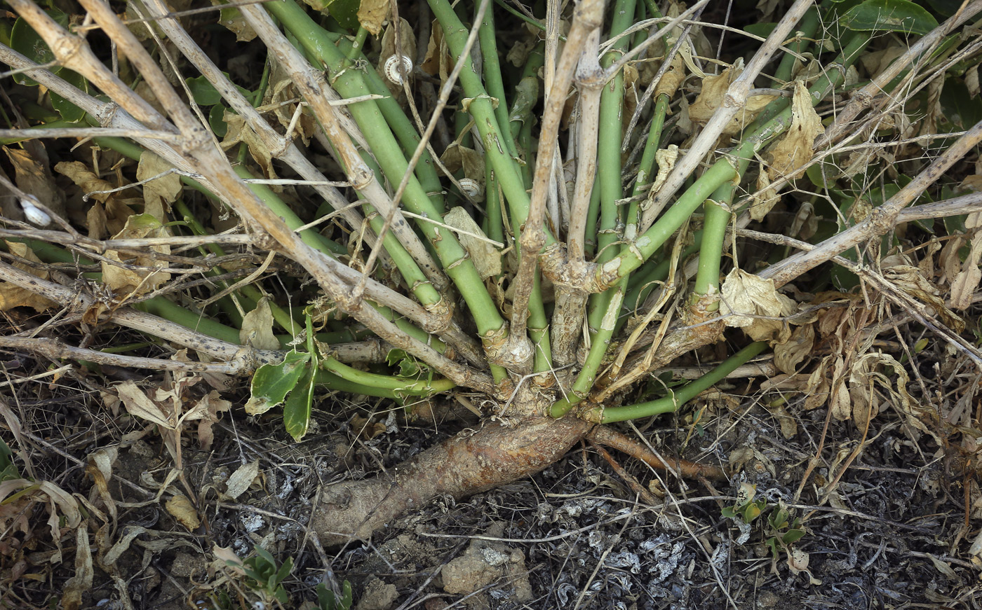 Image of Zygophyllum fabago specimen.