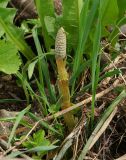 Equisetum sylvaticum