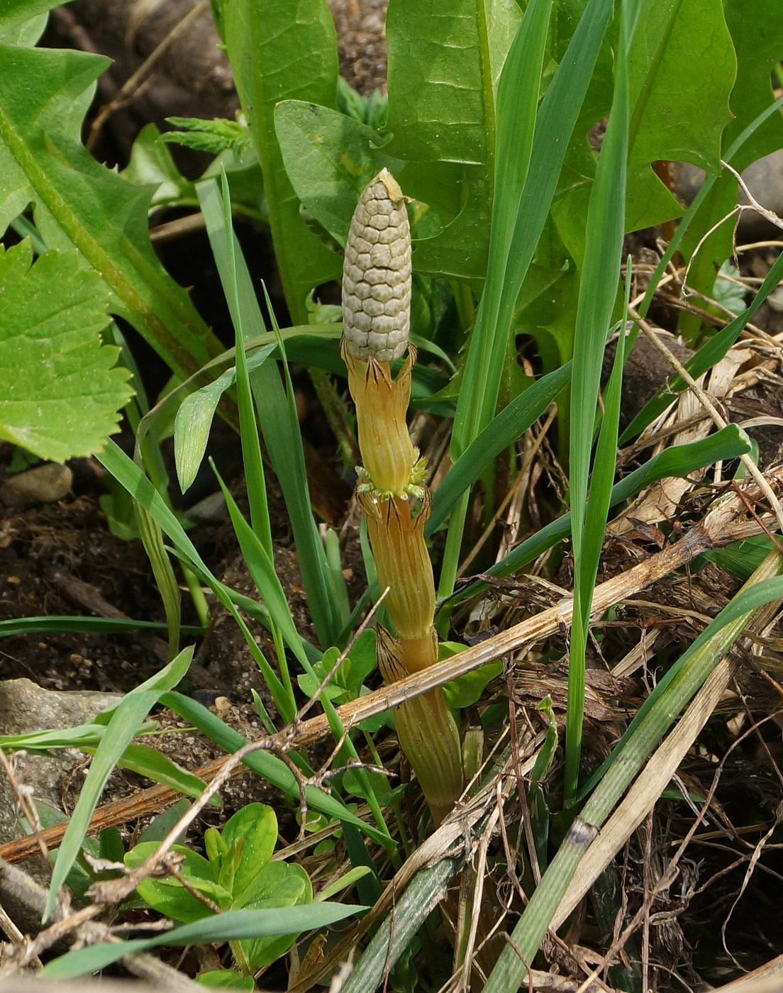 Изображение особи Equisetum sylvaticum.