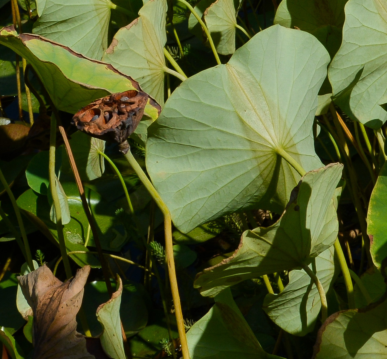 Изображение особи Nelumbo nucifera.