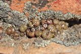 Conophytum minusculum