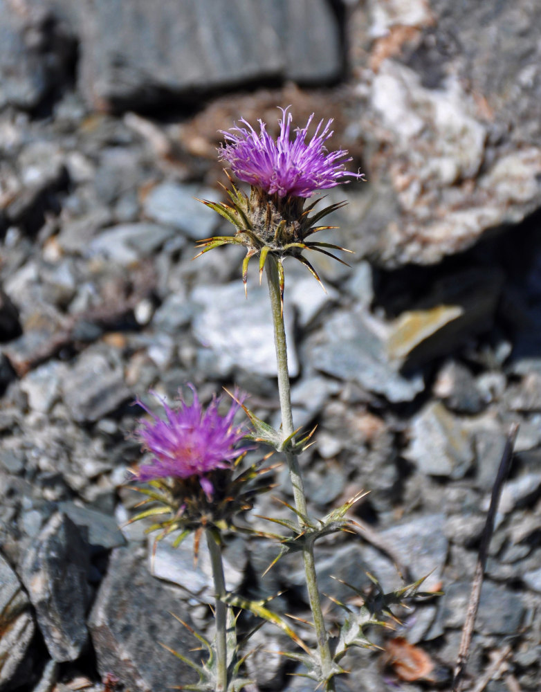 Image of genus Cousinia specimen.