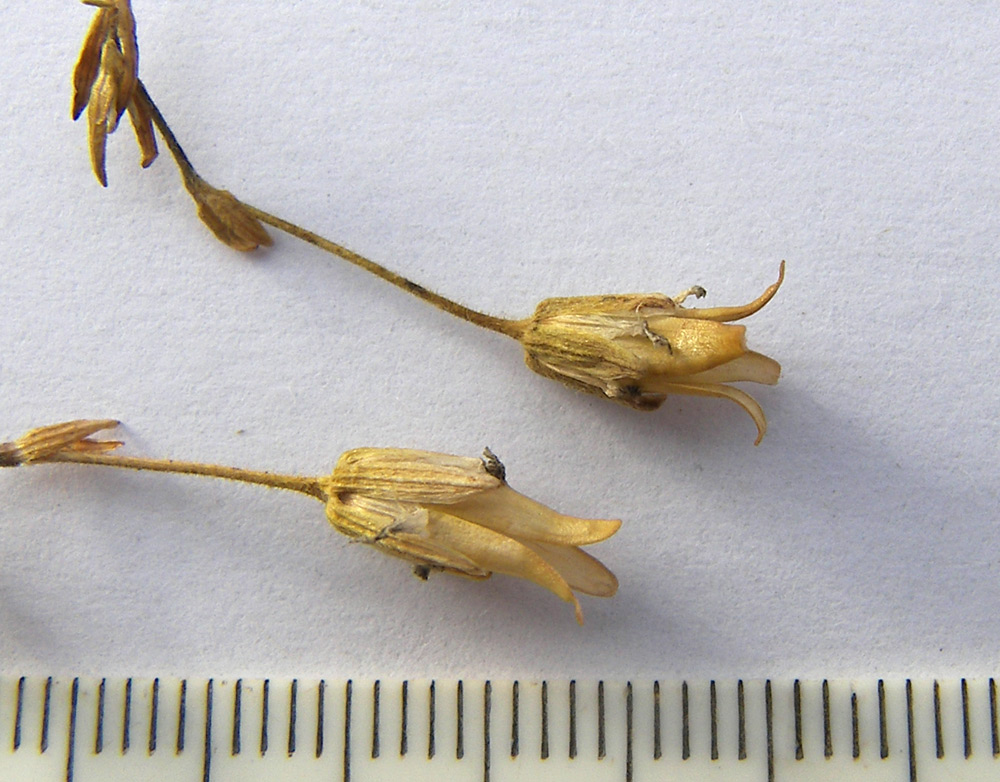 Image of Minuartia imbricata specimen.