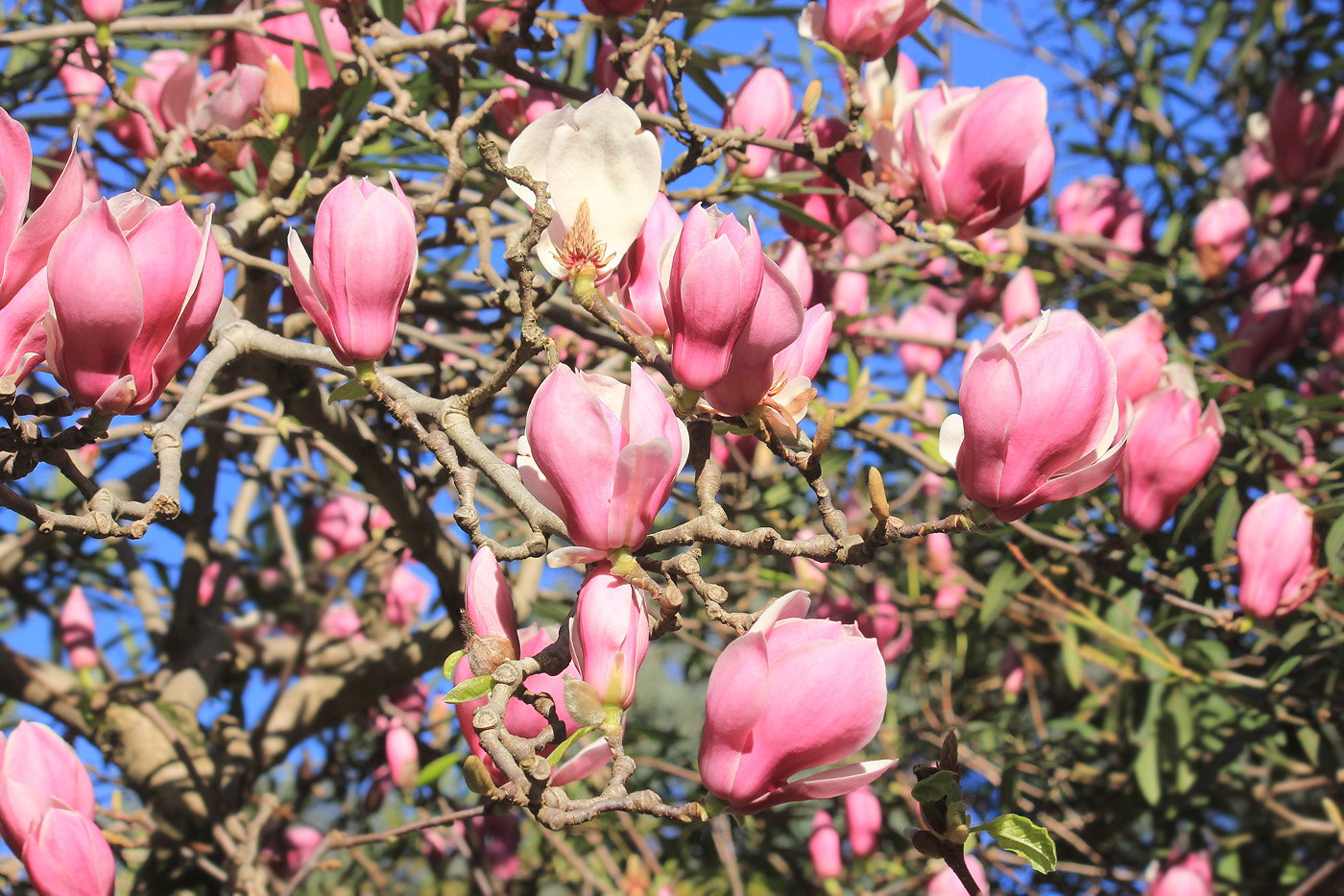 Image of Magnolia &times; soulangeana specimen.