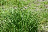 Carex vesicaria. Верхушки плодоносящих растений. Восточный Казахстан, г. Усть-Каменогорск, правый берег р. Иртыш, высыхающая часть заболоченного луга. 04.07.2017.