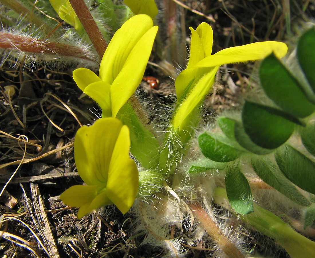 Изображение особи Astragalus pubiflorus.