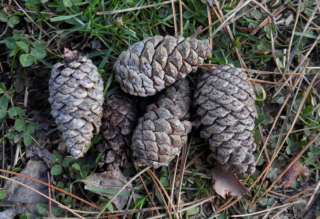 Image of Pinus pallasiana specimen.