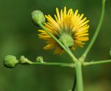 Sonchus arvensis subspecies uliginosus. Нераскрывшиеся и цветущее соцветия (вид со стороны обёртки). Восточный Казахстан, г. Усть-Каменогорск, правый берег р. Иртыш, луг. 12.07.2017.