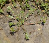 Portulaca oleracea