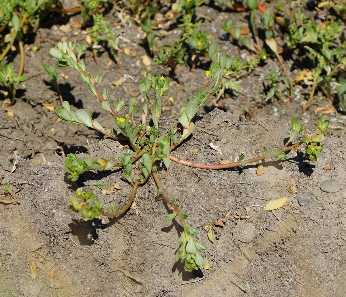 Изображение особи Portulaca oleracea.