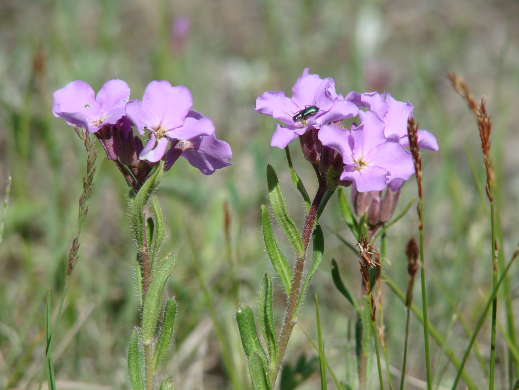 Image of Clausia aprica specimen.